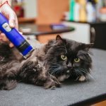 Grooming the cat