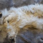 Felted fur from a cat