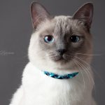 Thai cat: description of breed and character, care features