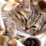 Body temperature in cats: norm and deviations