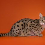 Тигровая кошка - описание, характер, внешний вид