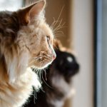 Top 7 reasons to love cats