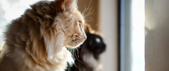 Top 7 reasons to love cats