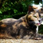 Three-colored-cat-Description-features-signs-and-breeds-of-three-colored-cats-10