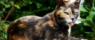 Трехцветная-кошка-Описание-особенности-приметы-и-породы-трёхцветных-кошек-10