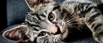 third eyelid in cats