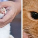 How to treat a cat&#39;s eyes are festering