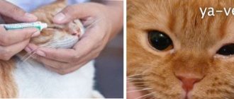How to treat a cat&#39;s eyes are festering