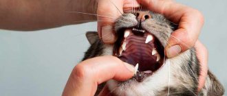 The cat is bleeding from the mouth