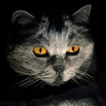 The cat&#39;s eyes glow