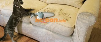 remove odor from sofa
