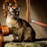 Уход за бурманской кошкой - основные правила содержания