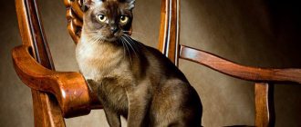 Caring for a Burmese cat - basic maintenance rules