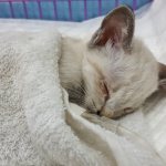 caring for a cat with chlamydia