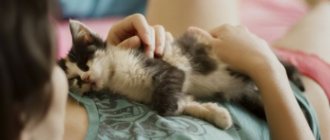 Caring for a pet during illness