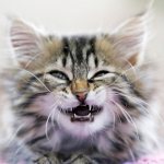 Caring for a kitten&#39;s teeth