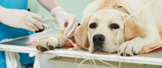 Euthanasia of animals in the clinic