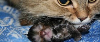 Normally, a cat gnaws the umbilical cord itself and cares for newborns.