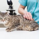 Вакцинация кошек – график прививок