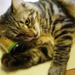 Valerian for cats read the article