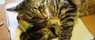 Valerian for cats read the article