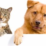 Вечная вражда: Почему собаки кидаются на кошек?