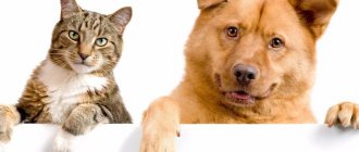 Eternal enmity: Why do dogs attack cats?