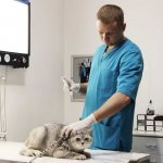 veterinarian vaccinating a cat