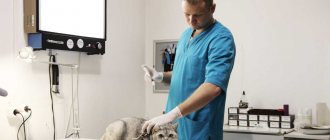 ветеринар делает прививку кошке
