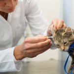 ветеринар диагностирует ушного клеща у котенка с помощью ватной палочки