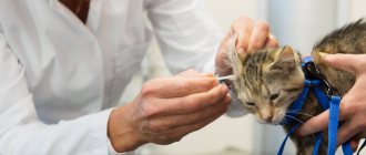 veterinarian diagnoses ear mites in a kitten using a cotton swab