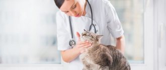 ветеринар осматривает толстую кошку