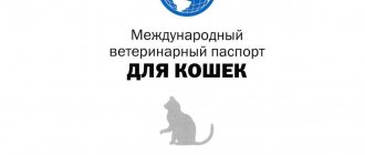 Ветеринарный паспорт кошки