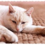 Types of pneumonia in cats