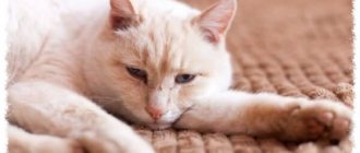 Виды пневмонии у кошек