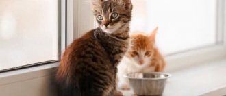 Types of dry food for kittens