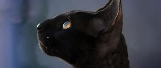 Can cats see dead people?