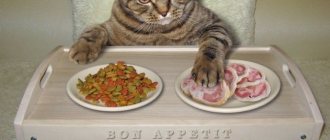External signs of a cat being allergic to food: what is the best way to feed it?
