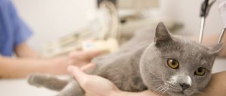 Воспаление параанальных желез у кошки - симптомы и лечение