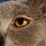 Inflamed eye in a cat