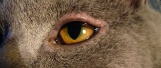 Inflamed eye in a cat