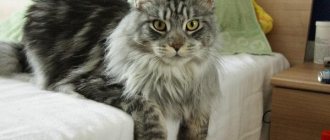 Age of first mating of Maine Coon