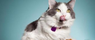 Is dry food bad for cats?