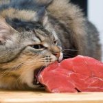 Is Proplan dry cat food harmful?