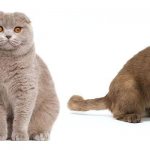 Вязка шотландских кошек: с кем скрещивать, правила случки в домашних условиях