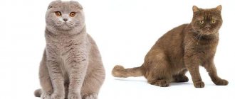 Mating Scottish cats: who to cross with, rules for mating at home