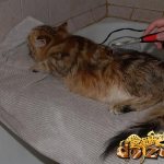 Grooming a Siberian cat