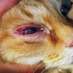 Corneal ulcer in a cat