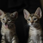 Why do you need to know the sex of a newborn kitten?