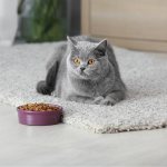 Why switch your cat to dry food?